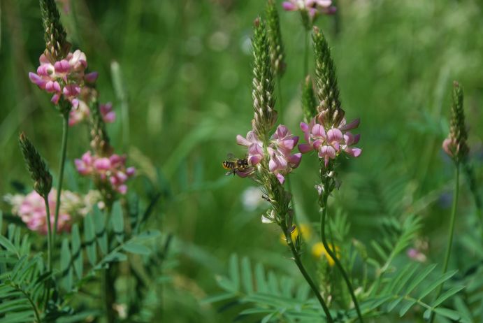 Blattschneiderbiene (Megachile sp.) an Futter-Esparsette (Onobrychis viciifolia). Bestäubung von Wildbienen der Fabaceaen als wichtiger Ökosystemleistung in der Agrarlandschaft.