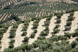 Olivenplantage in Andalusien: Die Landwirtschaft trägt zur fortschreitenden Austrockung des Mittelmeerraums bei.