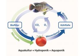 Am Leibniz-Institut für Gewässerökologie und Binnenfischerei (IGB) entwickelten Forscher eine nahezu emissionsfreie Aquaponikanlage zur Gemüse- und Fischzucht in einem geschlossenen Gewächshaus. Das Tomatenfischprojekt wird innerhalb das Rahmenprogramms Forschung für Nachhaltige Entwicklungen (FONA) des Bundesministeriums für Bildung und Forschung (BMBF) gefördert.