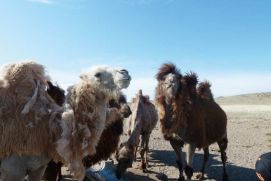 Das Projekt „Klimaschocks in der Mongolei“ untersucht die Auswirkungen von extremen Wetterereignissen aus der Mikroperspektive von Haushalten. Dazu erhebt das Projekt eine Längsschnitt-Haushaltsbefragung unter 1750 Familien in der westlichen Mongolei.  Mit dem Forschungsschwerpunkt „Ökonomie des Klimawandels“ verfolgt das BMBF das Ziel, Kosten, Risiken und Chancen des Klimawandels besser abzuschätzen. Damit werden die Entscheidungsgrundlagen in Politik, Wirtschaft und Gesellschaft verbessert. Derzeit werden in 27 Projekten unterschiedliche Modelle entwickelt und Szenarien bewertet.  Das Projekt wird in der aktuellen Ausgabe von Perspektive Erde "Neue Perspektiven für die Klimapolitik" vorgestellt.