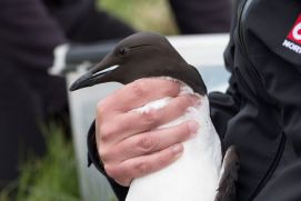 Ein Forscher hält eine Dickschnabellumme in den Händen, eine arktische Vogelart.