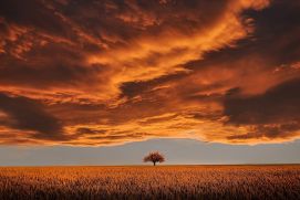 Baum auf einem Feld im Sonnenuntergang