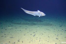 Fisch in Manganknollenfeld im deutschen Lizenzgebiet in der Clarion-Clipperton Zone, NO-Pazifik 