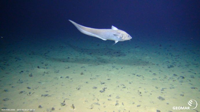 Fisch in Manganknollenfeld im deutschen Lizenzgebiet in der Clarion-Clipperton Zone, NO-Pazifik 