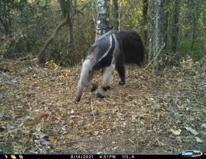 Ein seltener Fang: Der große Ameisenbär im bolivianischen Chiquitano Trockenwald.