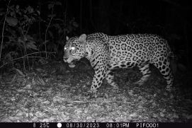 Ein Jaguar in der Fotofalle des Untersuchungsgebiets in Bolivien.