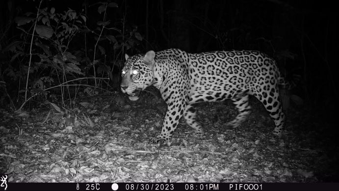 Ein Jaguar in der Fotofalle des Untersuchungsgebiets in Bolivien.