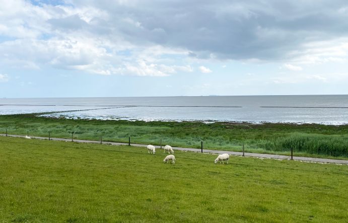 Land-Meer-Übergangzonen am Wattenmeer könnten aufgrund der Folgen des Klimawandels gravierenden Veränderungen unterliegen. 