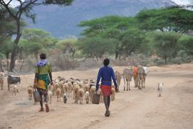 Beim Deutschen IIASA-Tag werden BMBF-geförderte Projekte vorgestellt, die beispielsweise zum Thema nachhaltige Landnutzung in Subsahara-Afrika forschen.  