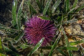 Paracentrotus lividus, auch bekannt als der violette Seeigel, ist eine weit verbreitete Seeigelart im Mittelmeer und im östlichen Atlantik.