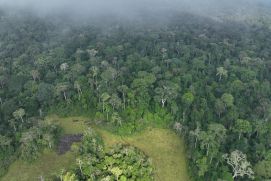 Das Konsortium führt Bodenmessungen an fünf Standorten in Kamerun und der Demokratischen Republik Kongo durch.