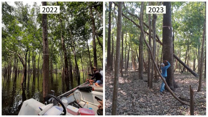 Die Auwälder des Amazonas sind stark wechselnden Pegelständen ausgesetzt. In der Regenzeit steigt der Wasserstand um einige Meter, wie die Markierungen an den Bäumen anzeigen. Dennoch stehen sie auch in der Trockenzeit normalerweise unter Wasser (links beispielhaft im Jahr 2022). In der Trockenzeit 2023 fiel der Auwald dagegen komplett trocken (rechts). 