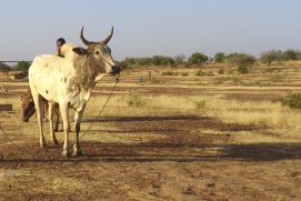 In the WRAP 2.0 research programme, scientists investigated the impacts of climate change on West Africa. For example, longer and more intense dry seasons are having an increasing impact on local agriculture.