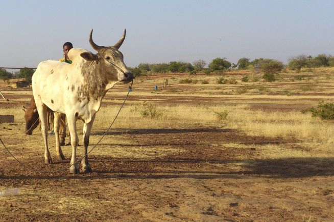 In the WRAP 2.0 research programme, scientists investigated the impacts of climate change on West Africa. For example, longer and more intense dry seasons are having an increasing impact on local agriculture.