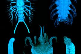 Meiofauna in Sedimenten des Südlichen Ozeans 