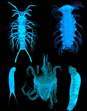 Vielfältige kleine Meiofauna in den Sedimenten des Südlichen Ozeans nahe der Antarktis 