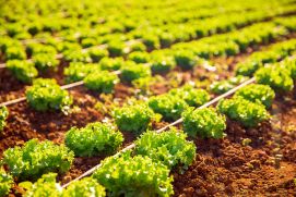 Close-up of lettuce in greenhouse with pipe for drip irrigation of soil.